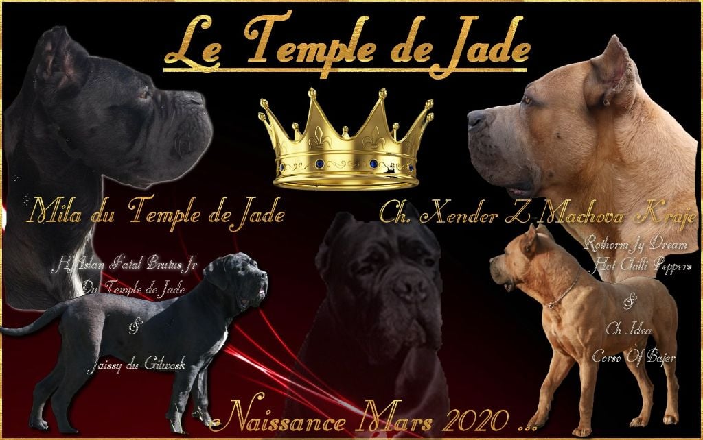 du temple de jade - Gestation Confirmée ...