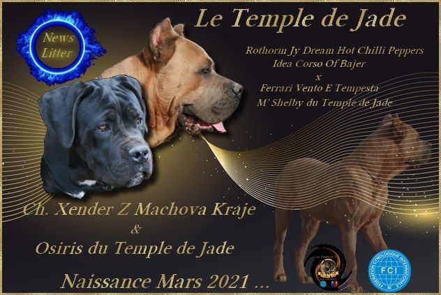 du temple de jade - Gestation Confirmée ...