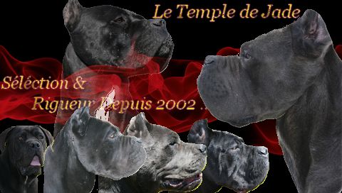 du temple de jade - Résultat du Cac de Cressat ...