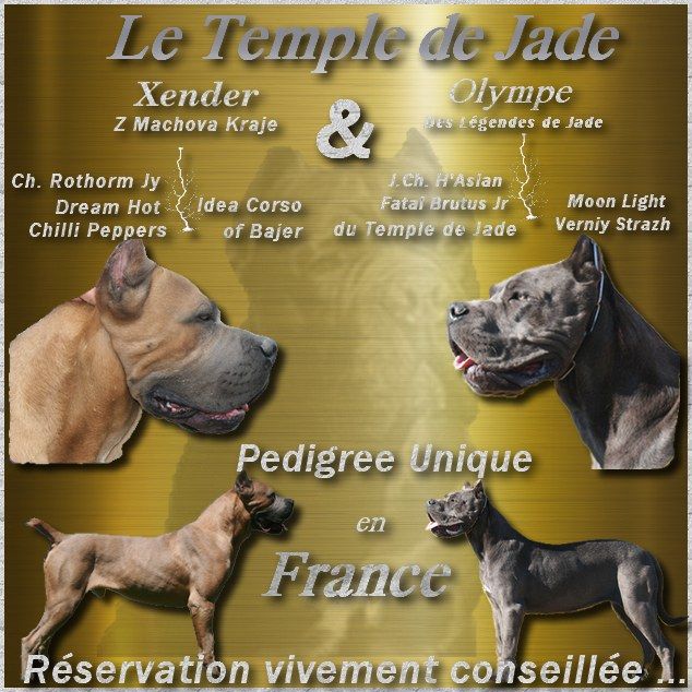 du temple de jade - Gestation Confirmée ...