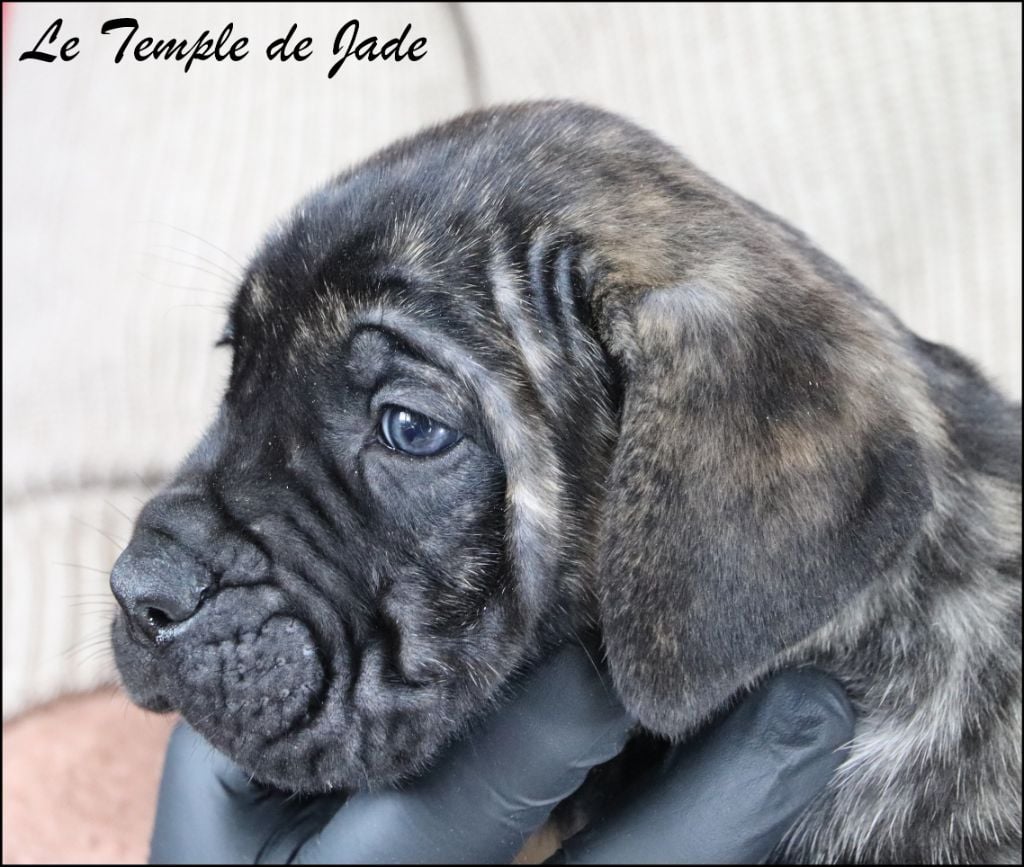 du temple de jade - Chiots disponibles - Cane Corso