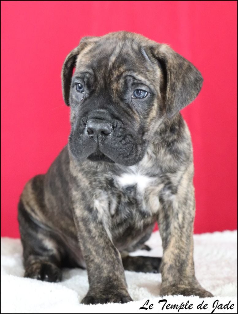 Chiot Cane Corso du temple de jade