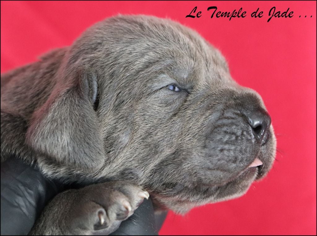 du temple de jade - Chiots disponibles - Cane Corso