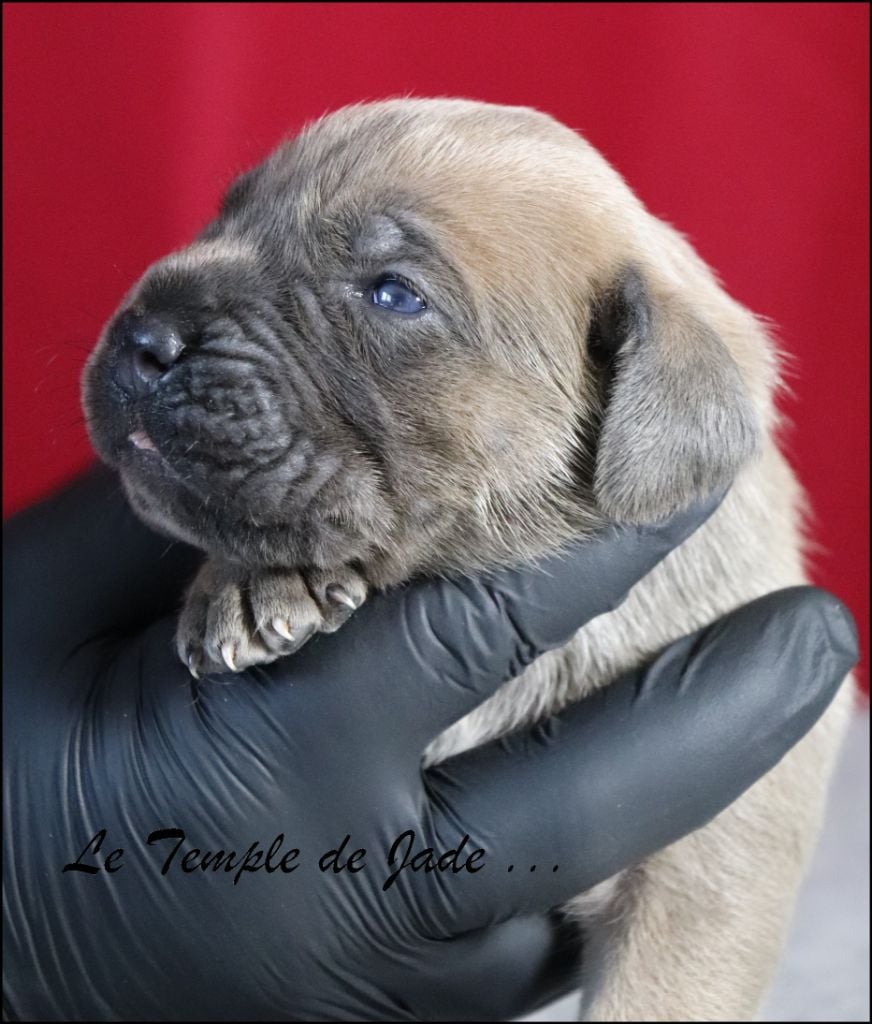 Chiot Cane Corso du temple de jade