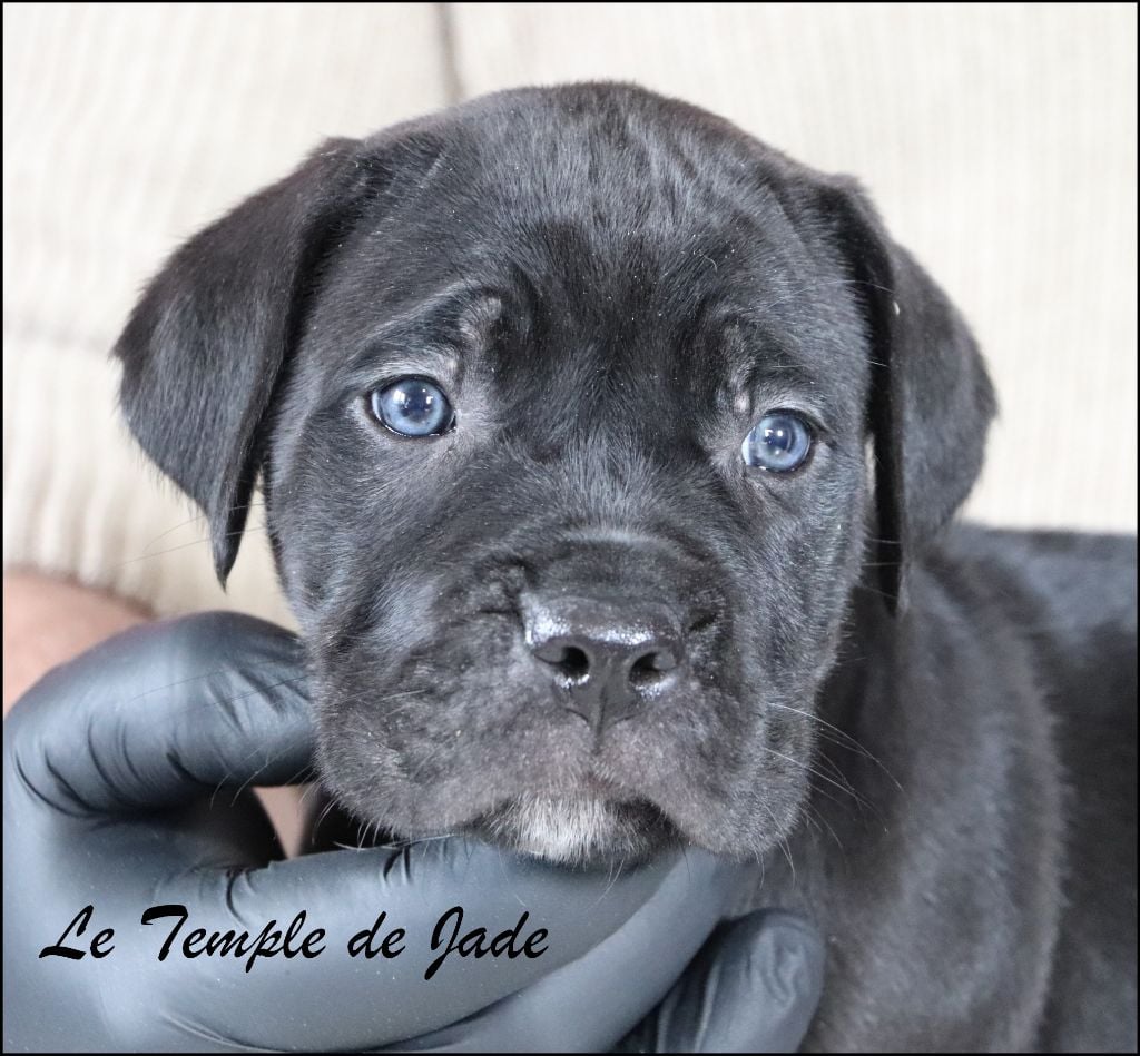 du temple de jade - Chiots disponibles - Cane Corso