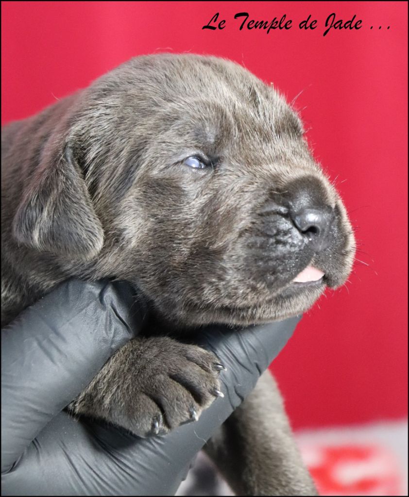 du temple de jade - Chiots disponibles - Cane Corso