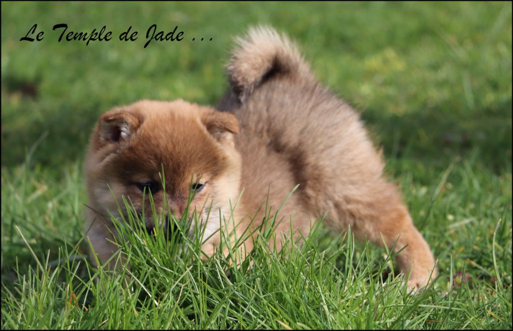 du temple de jade - Chiots disponibles - Shiba