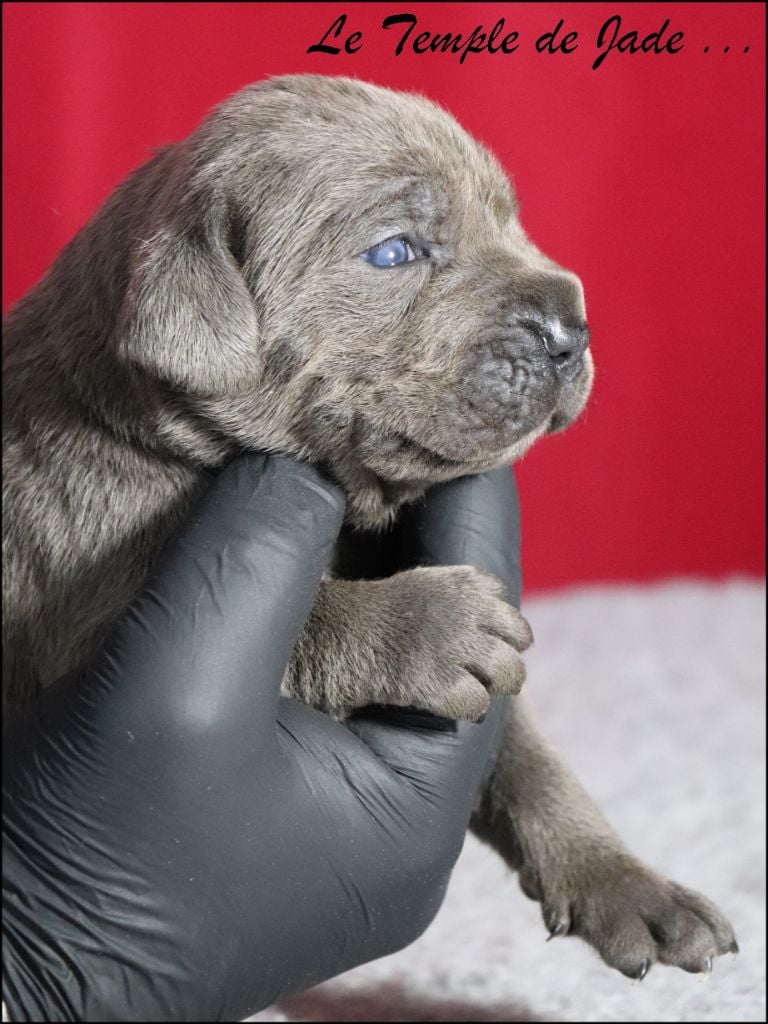 du temple de jade - Chiots disponibles - Cane Corso