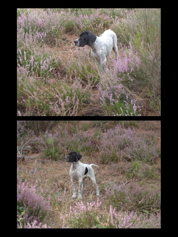 des Dames de Lachamp - 2 chiots disponibles...