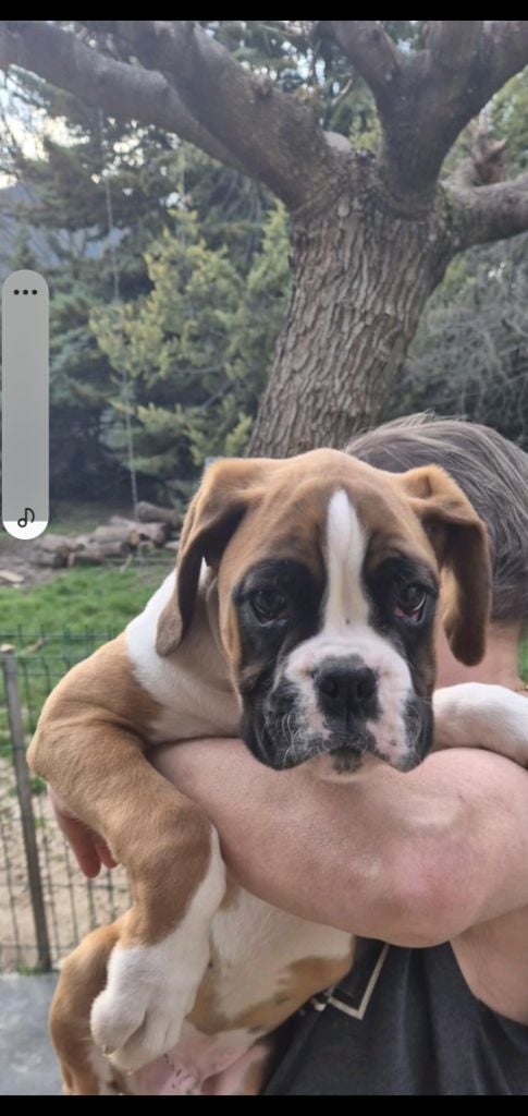 du roc de candelon - Chiots disponibles - Boxer