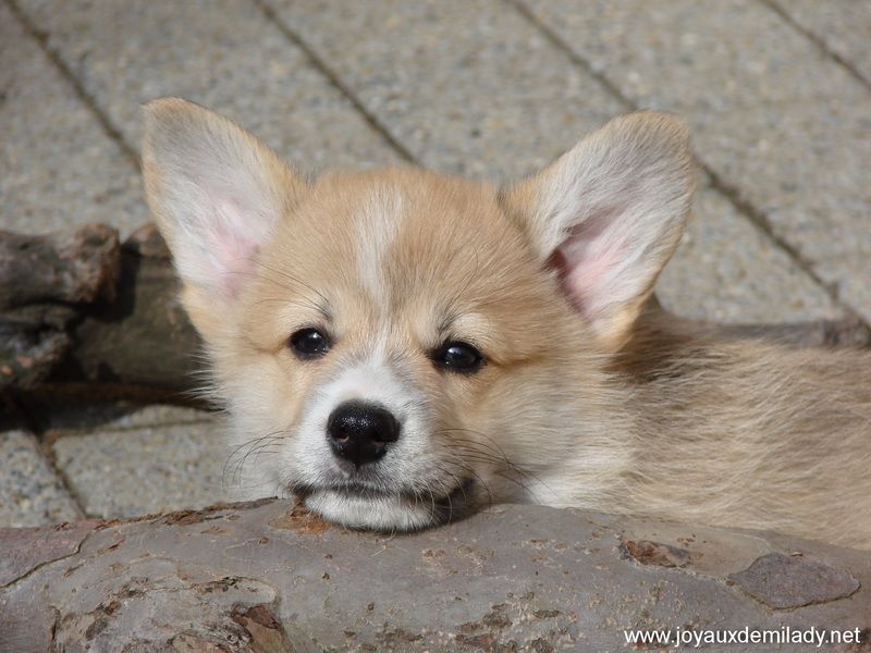 des Joyaux de Milady - Welsh Corgi Pembroke - Portée née le 03/08/2019