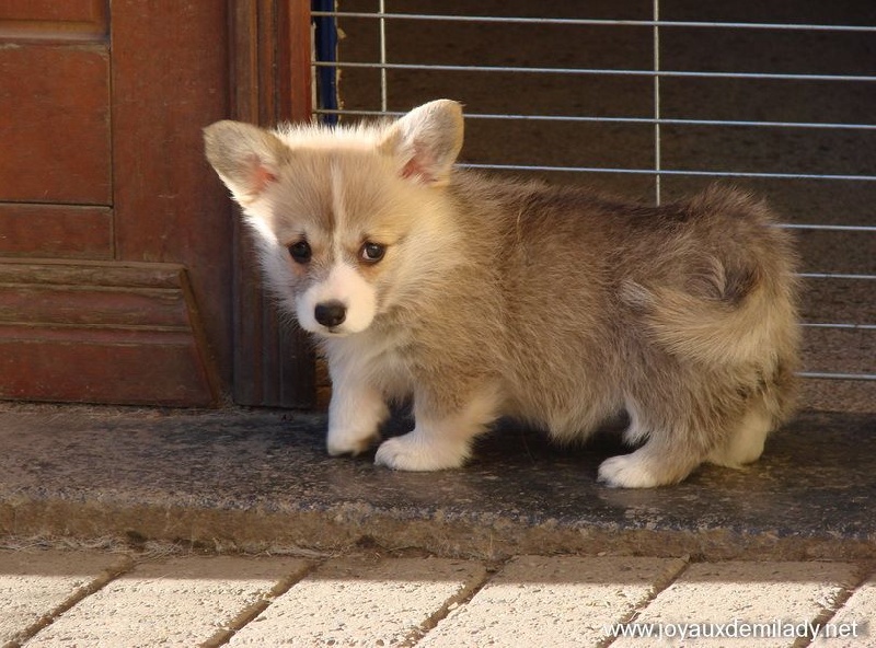 des Joyaux de Milady - Welsh Corgi Pembroke - Portée née le 05/12/2015