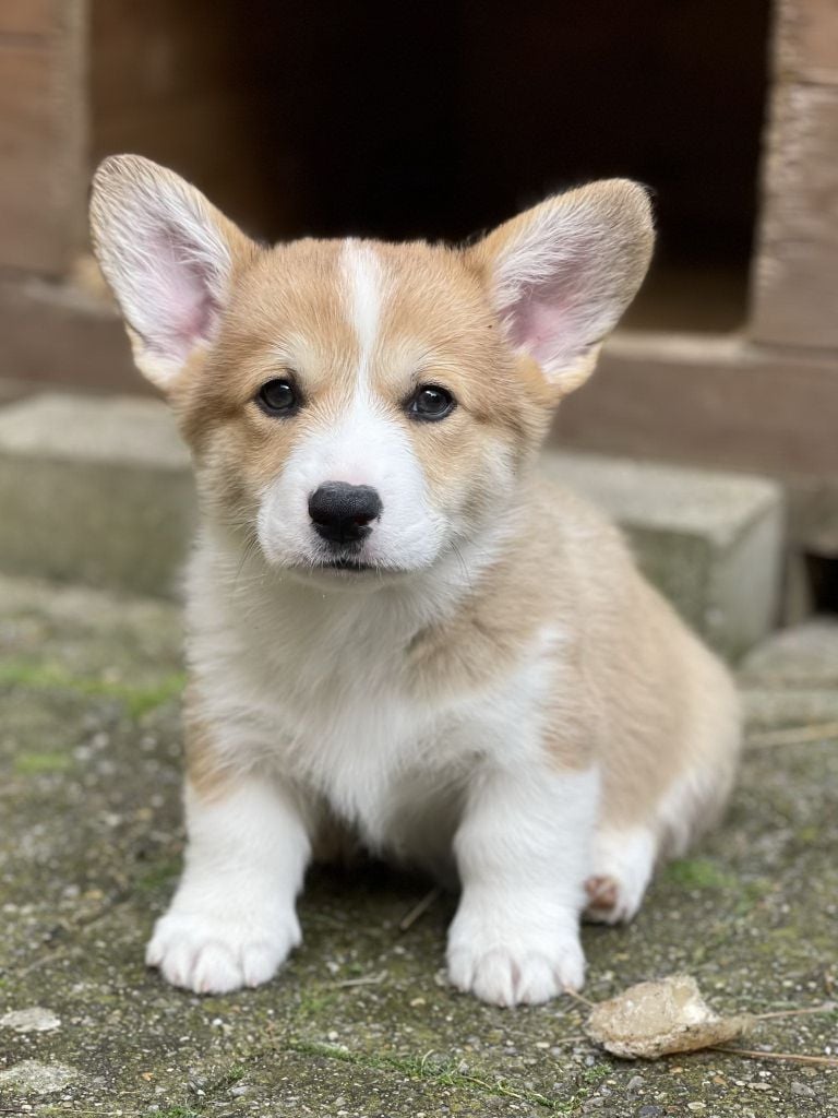 des Joyaux de Milady - Welsh Corgi Pembroke - Portée née le 08/04/2024