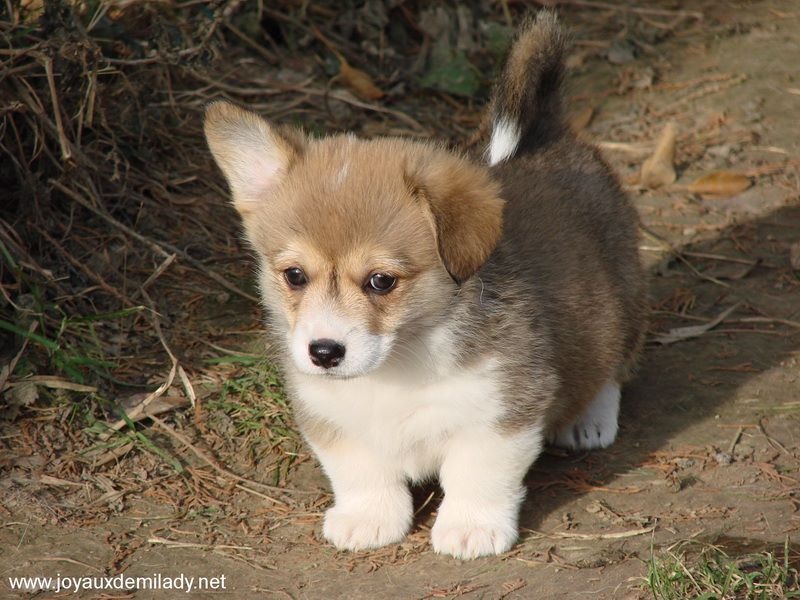 des Joyaux de Milady - Welsh Corgi Pembroke - Portée née le 31/10/2016