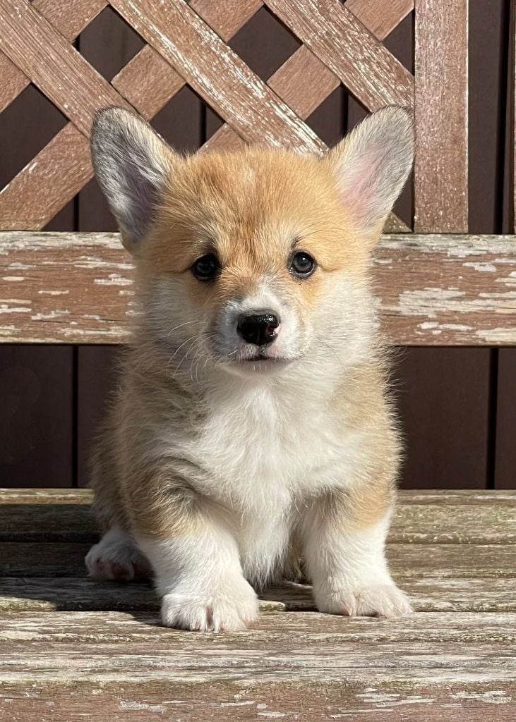 des Joyaux de Milady - Welsh Corgi Pembroke - Portée née le 15/05/2022