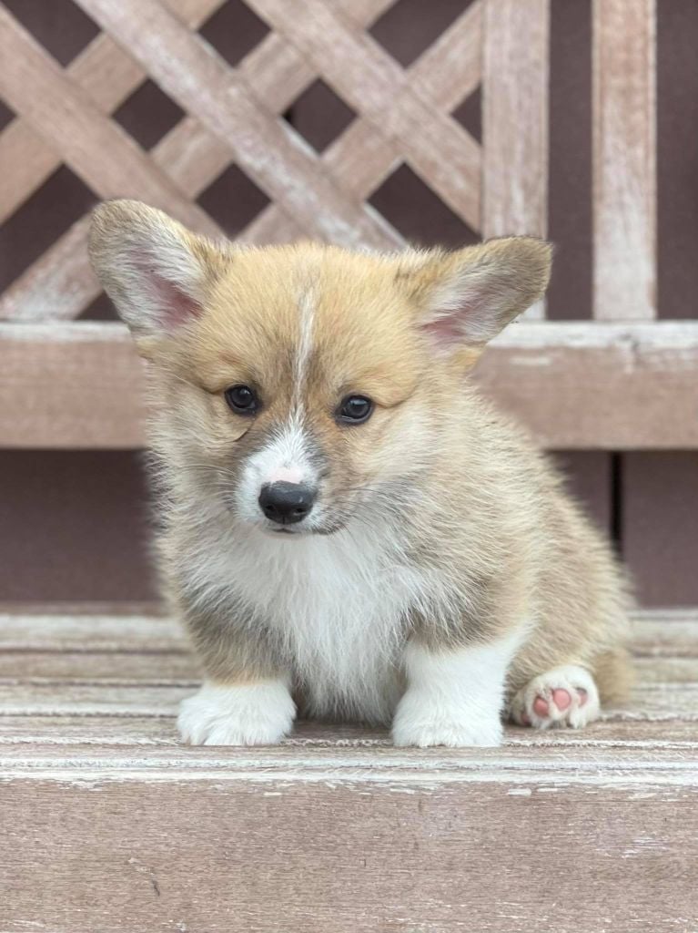 des Joyaux de Milady - Welsh Corgi Pembroke - Portée née le 07/06/2021