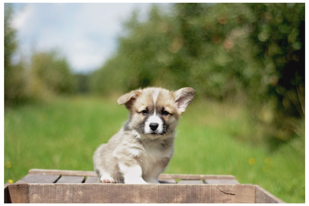 des Joyaux de Milady - Welsh Corgi Pembroke - Portée née le 21/06/2023