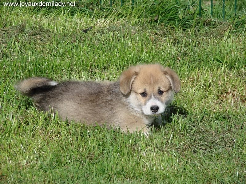 des Joyaux de Milady - Welsh Corgi Pembroke - Portée née le 22/02/2015