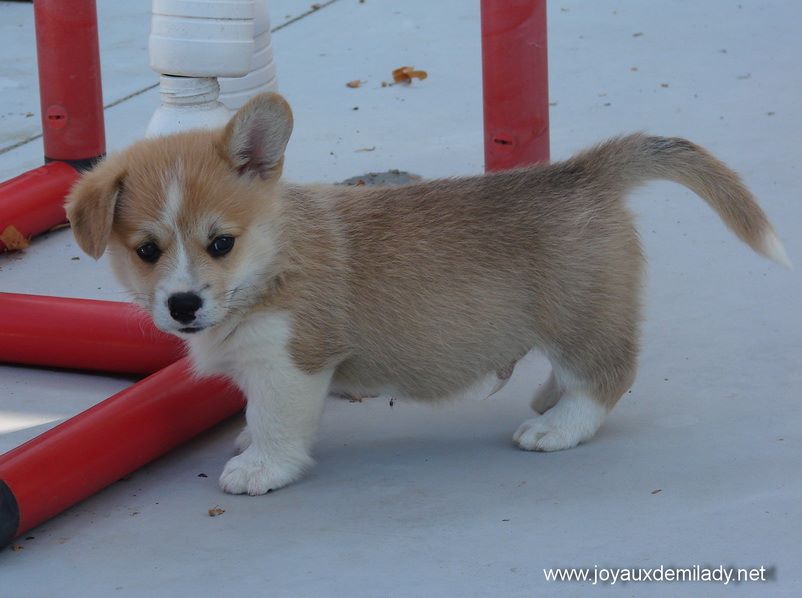 des Joyaux de Milady - Welsh Corgi Pembroke - Portée née le 14/06/2018