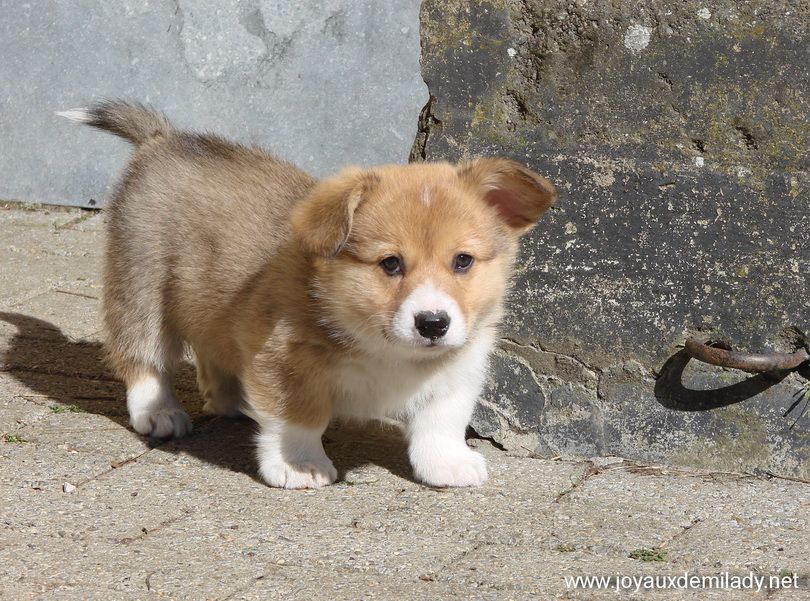 des Joyaux de Milady - Welsh Corgi Pembroke - Portée née le 04/02/2020