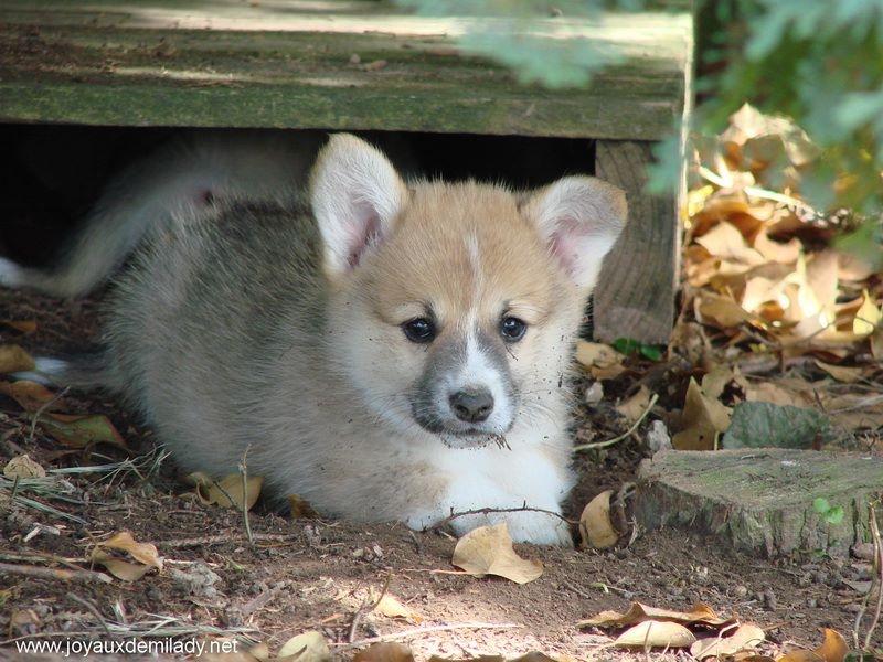 des Joyaux de Milady - Welsh Corgi Pembroke - Portée née le 03/05/2015