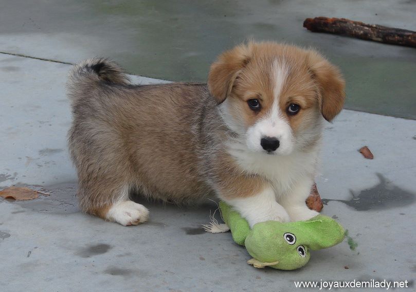 des Joyaux de Milady - Welsh Corgi Pembroke - Portée née le 07/09/2018