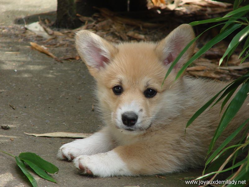 des Joyaux de Milady - Welsh Corgi Pembroke - Portée née le 22/07/2019