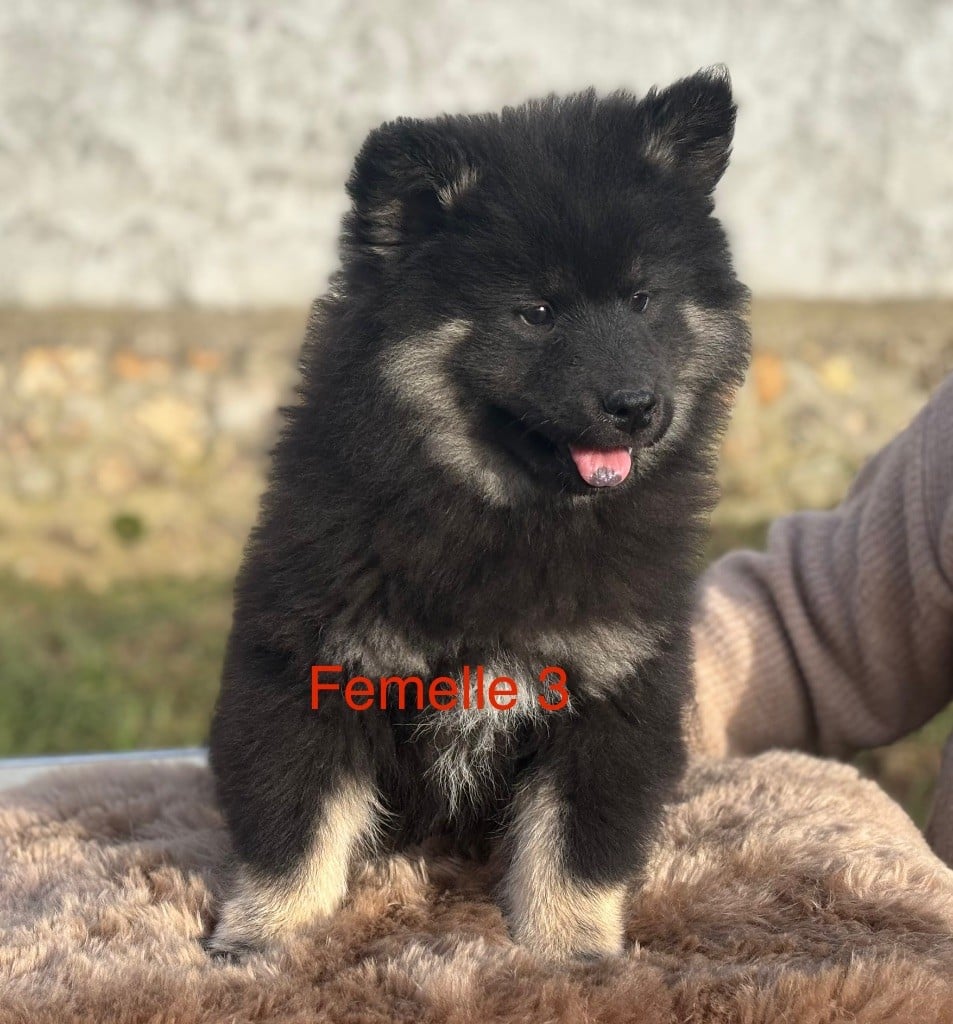 Du val de la durdent - Chiots disponibles - Eurasier