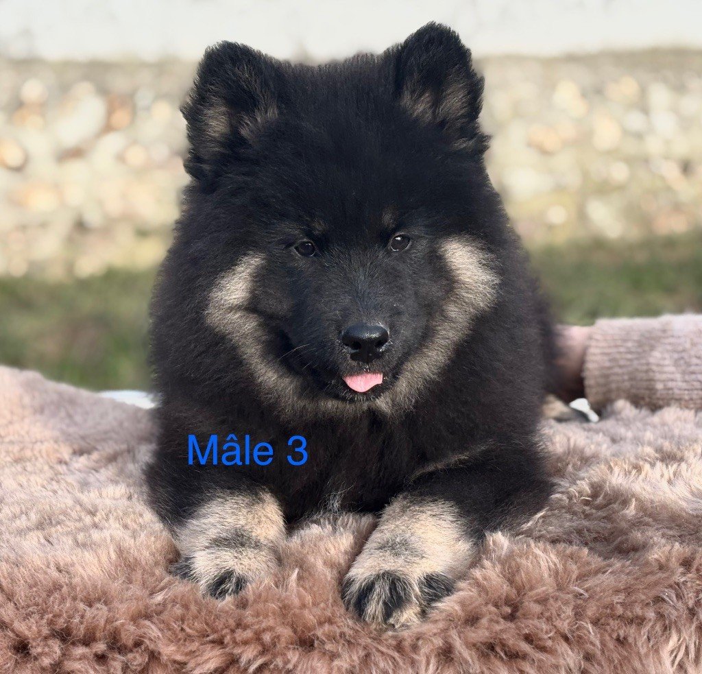 Du val de la durdent - Chiots disponibles - Eurasier