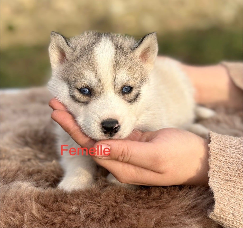 Du val de la durdent - Chiots disponibles - Siberian Husky