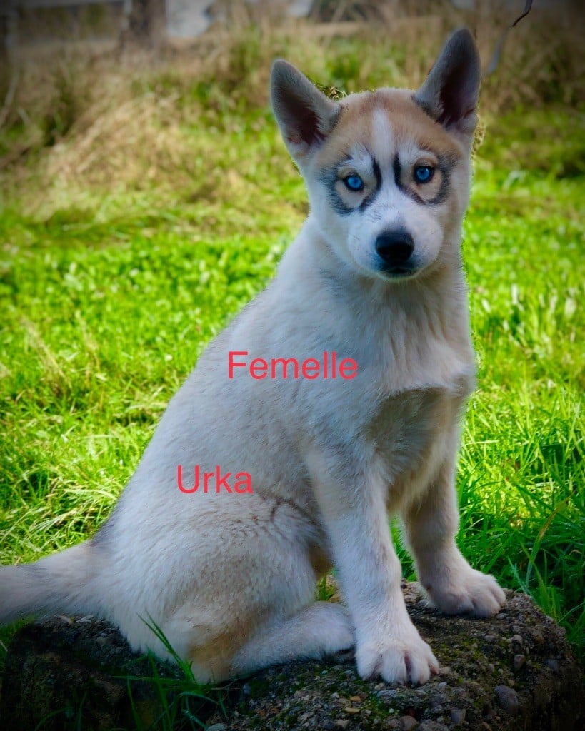 Du val de la durdent - Chiots disponibles - Siberian Husky