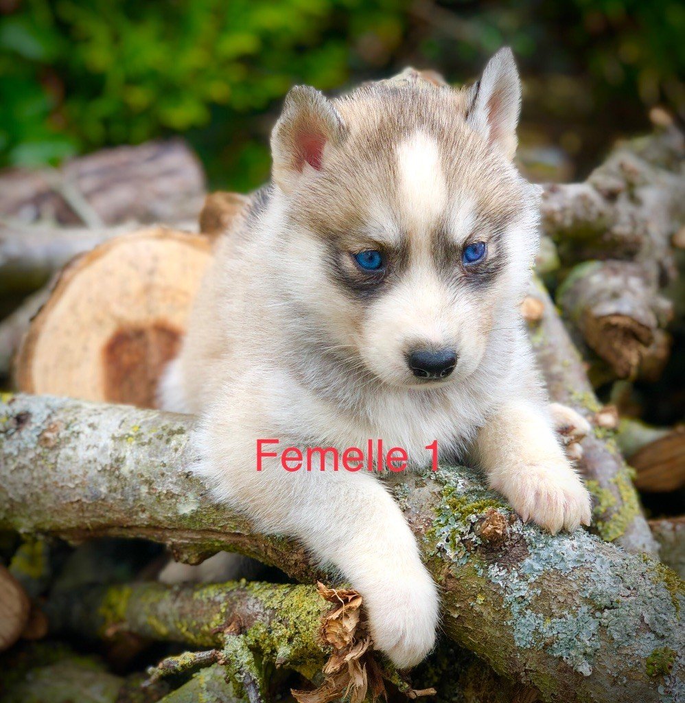 Du val de la durdent - Chiots disponibles - Siberian Husky