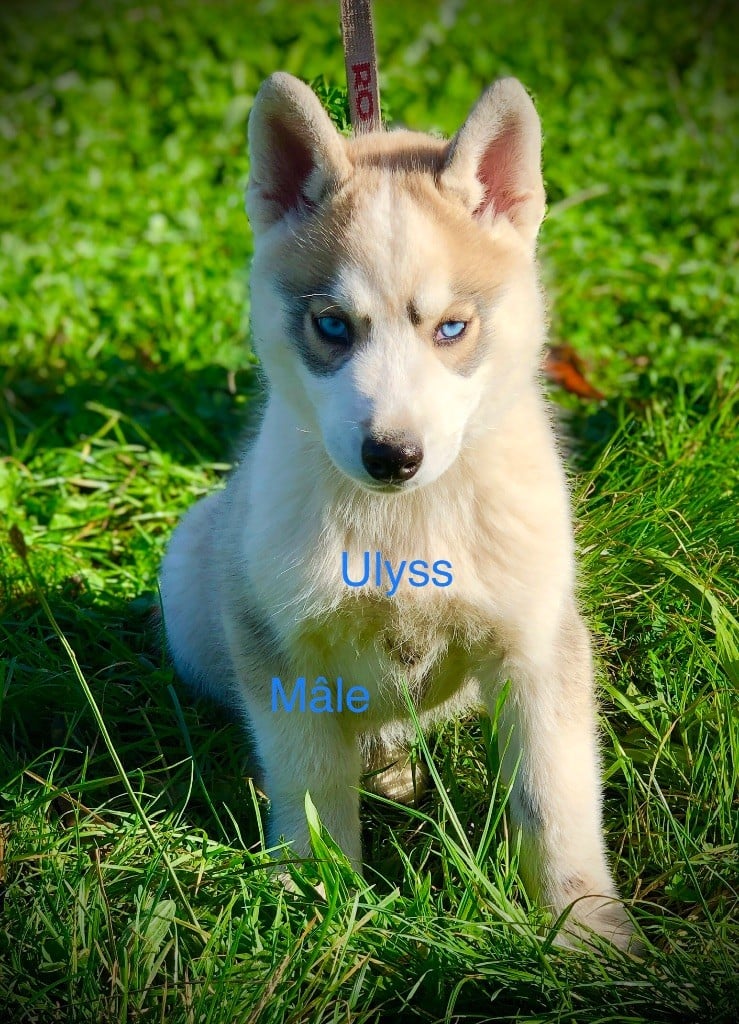 Du val de la durdent - Chiots disponibles - Siberian Husky