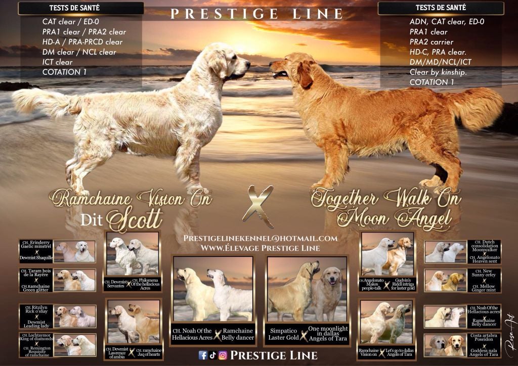 Prestige Line - Golden Retriever - Portée née le 01/09/2024