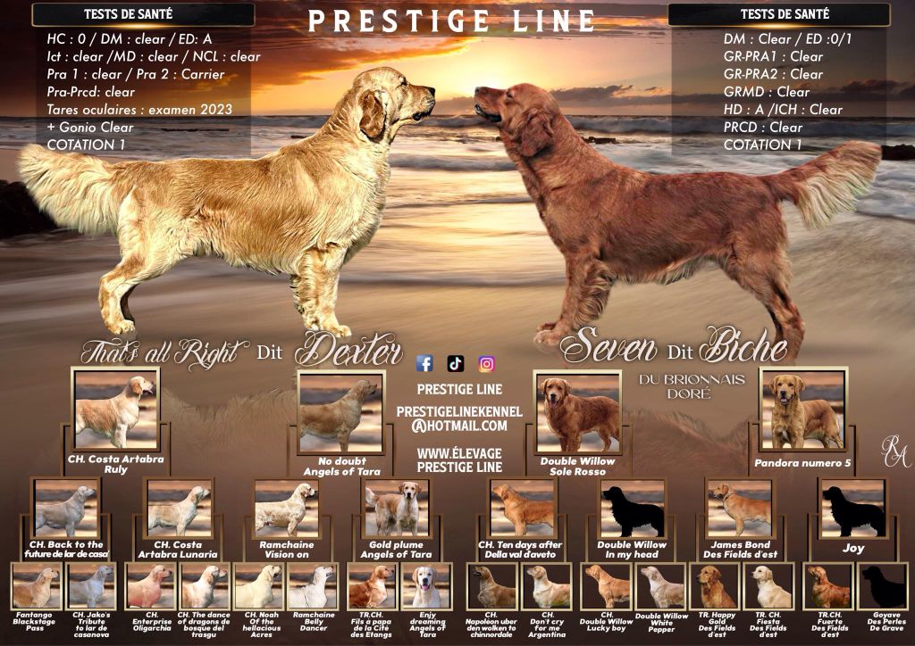 Prestige Line - Golden Retriever - Portée née le 06/09/2024