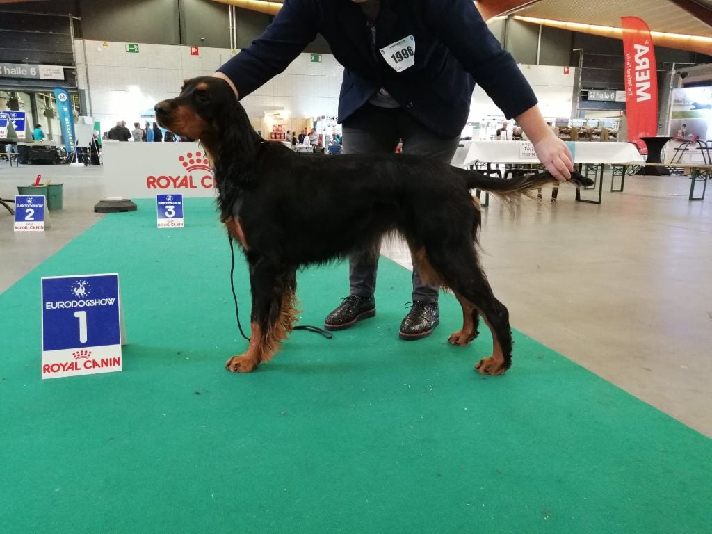 Eurodogshow Kortrijk  17/11/2019 Rox meilleure jeune femelle 1 exc