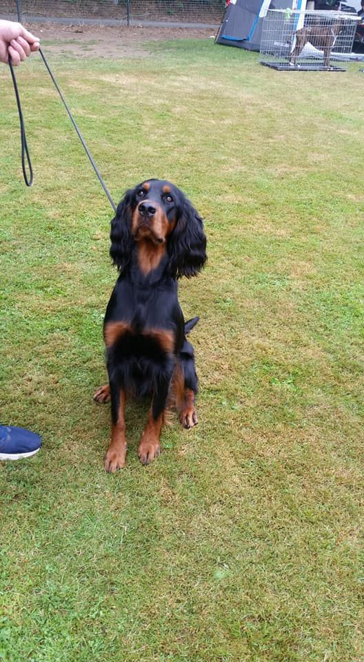 Stella 1U en BOB op de jongehondendag van de KVN Aalst in Geraardsberg