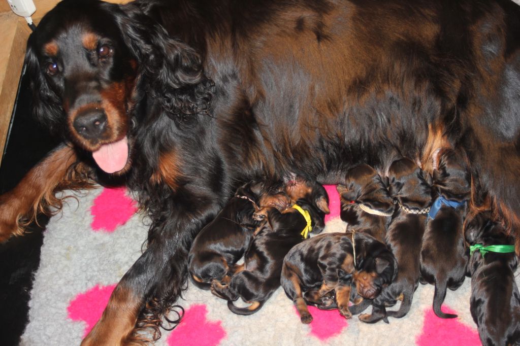 portée "S" née: 4 males et 3 femelles