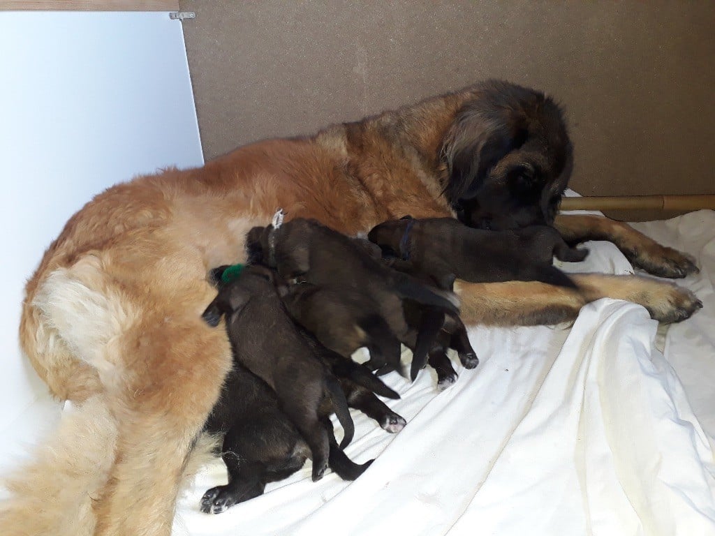 Les chiots ont déjà 10 jours !