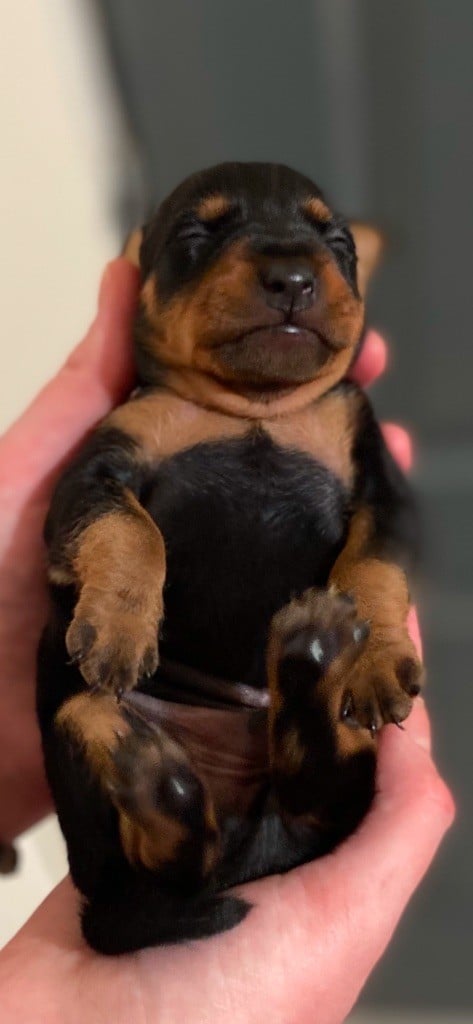 Du Saphir Des Trois Forets - Chiots disponibles - Pinscher nain