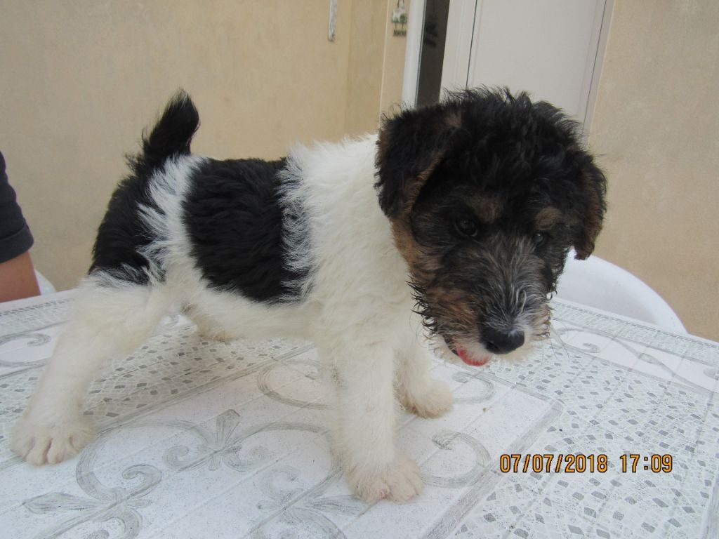 Des Plaines Panielloises - Chiots disponibles - Fox Terrier Poil Dur