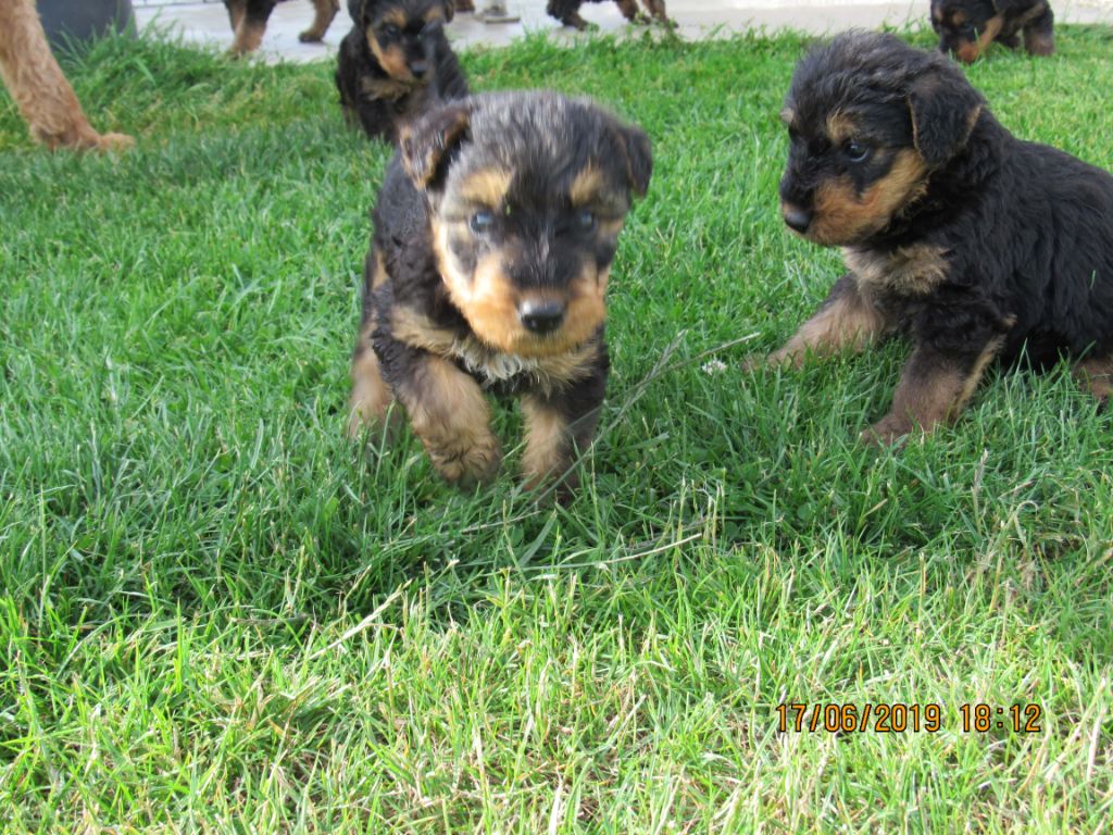 Des Plaines Panielloises - Chiots disponibles - Airedale Terrier