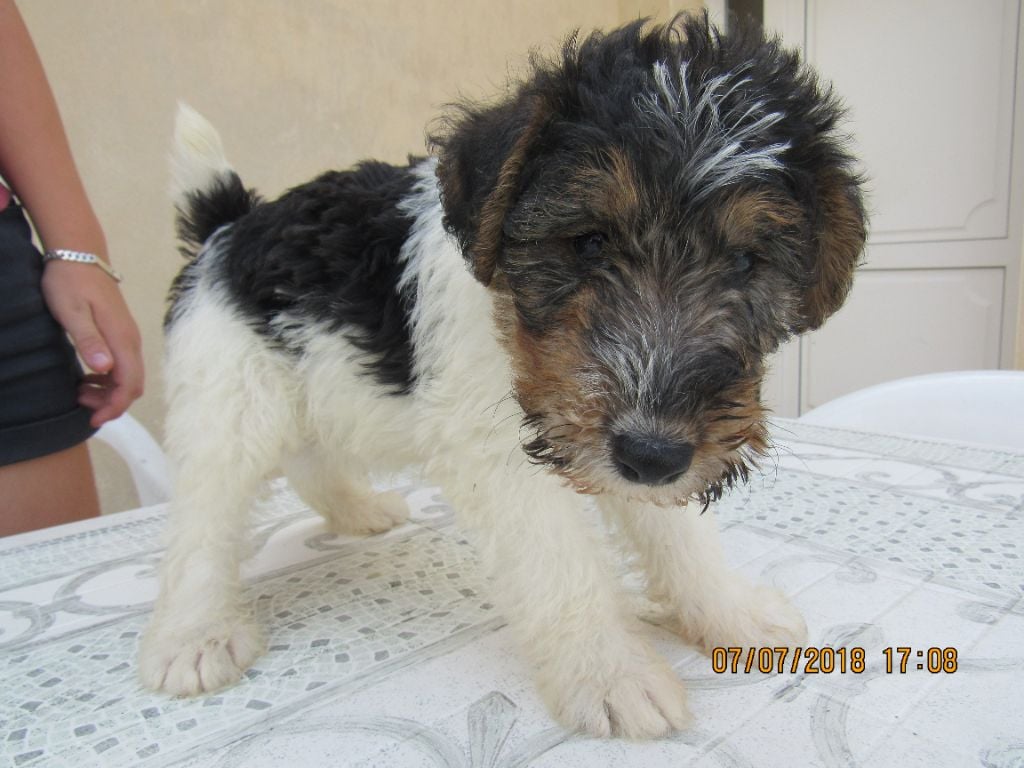 Des Plaines Panielloises - Chiots disponibles - Fox Terrier Poil Dur