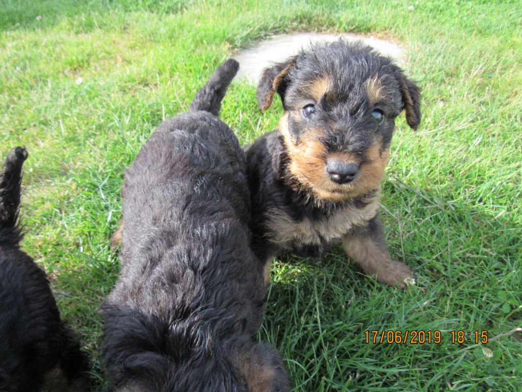 Des Plaines Panielloises - Chiots disponibles - Airedale Terrier