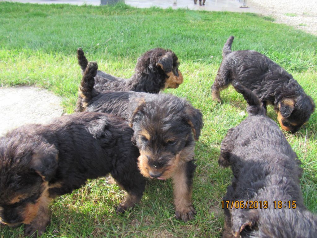 Des Plaines Panielloises - Chiots disponibles - Airedale Terrier