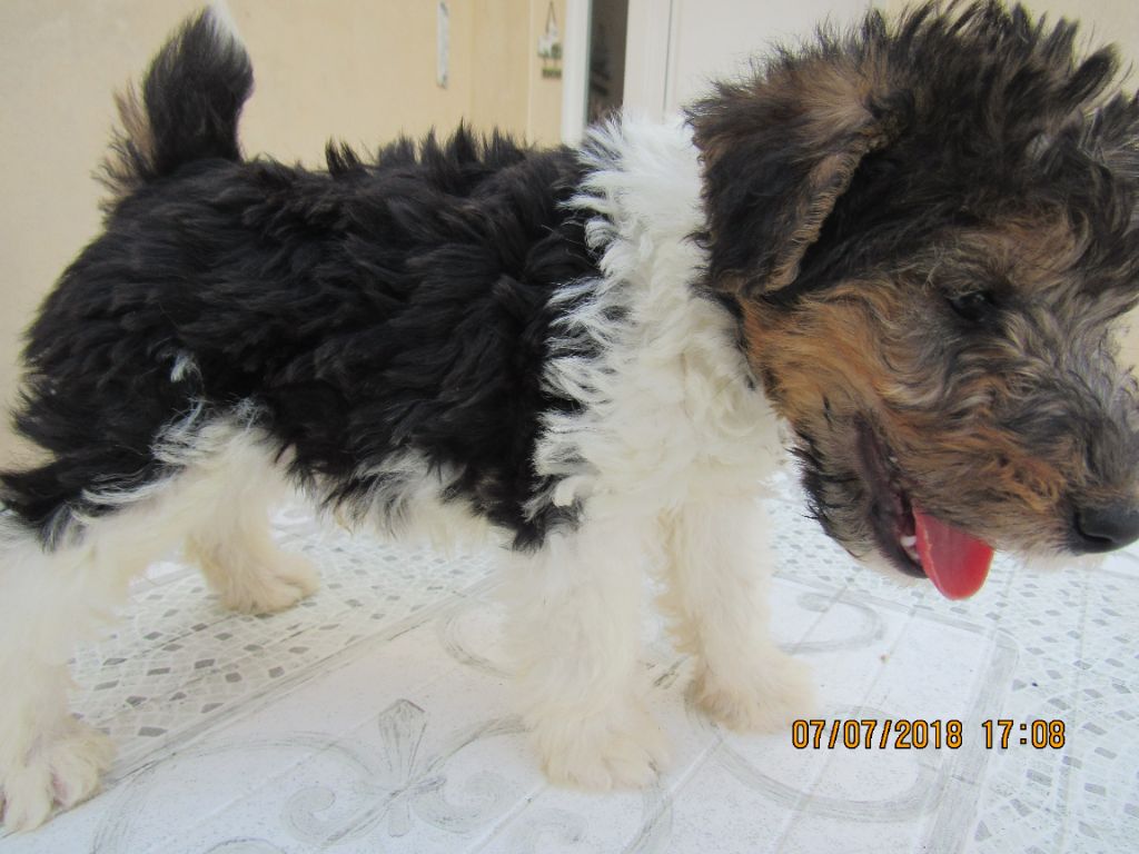 Des Plaines Panielloises - Chiots disponibles - Fox Terrier Poil Dur