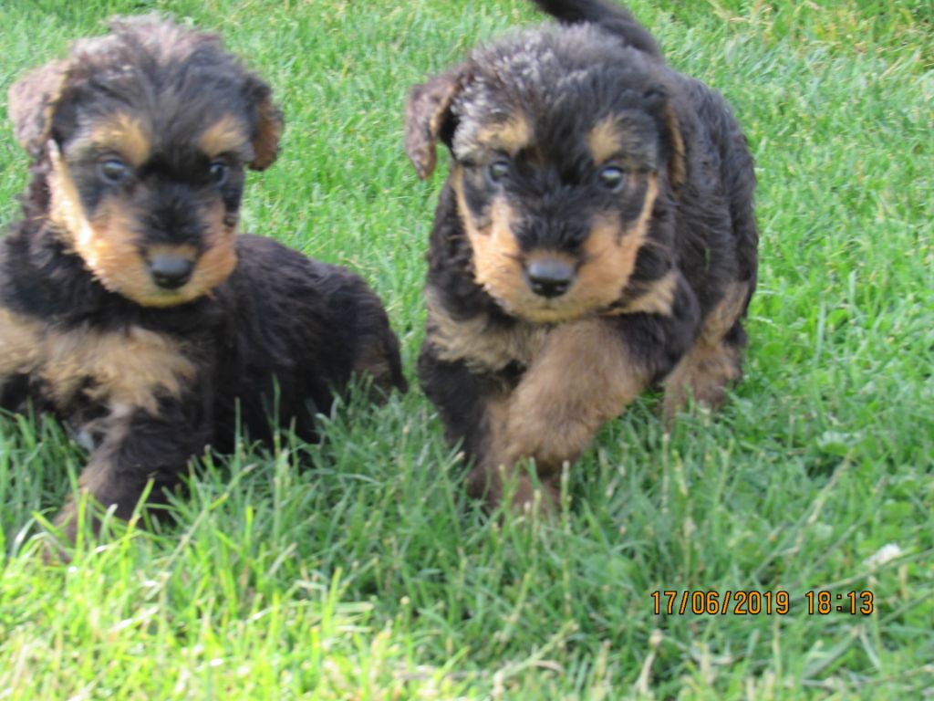 Chiot Airedale Terrier Des Plaines Panielloises