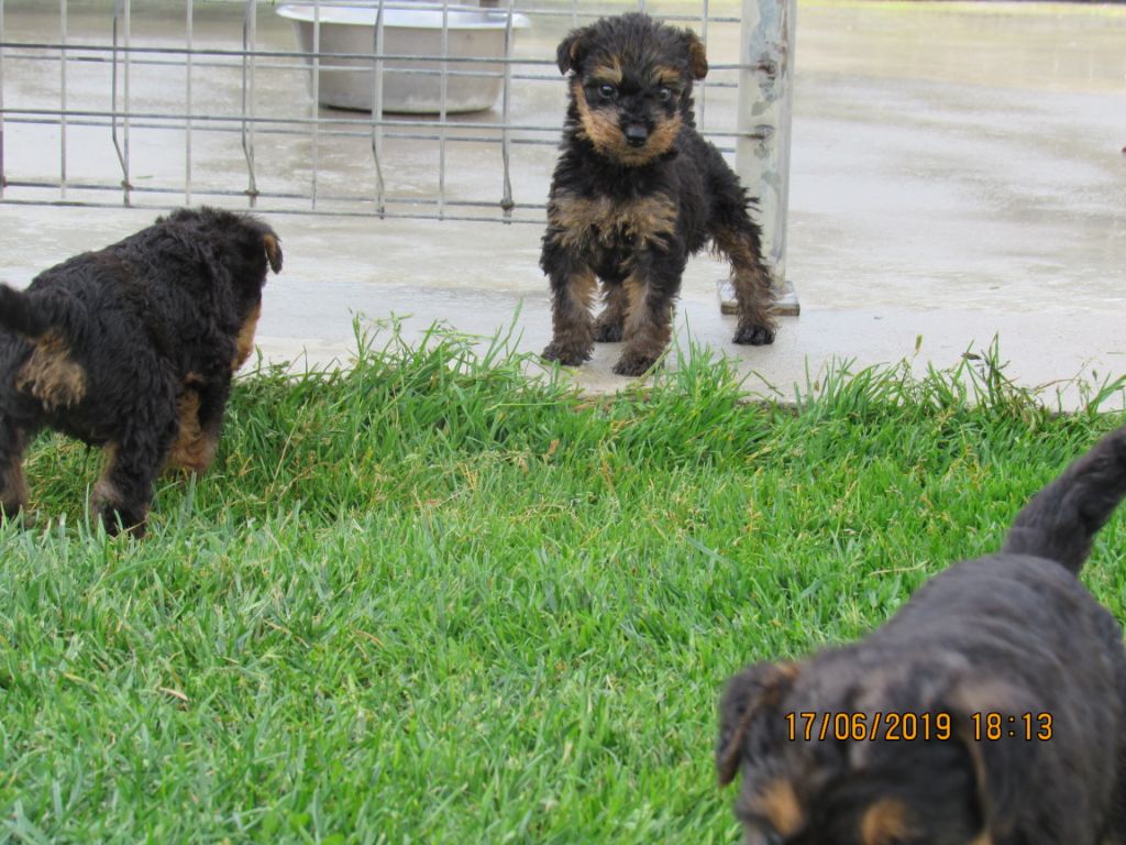 Des Plaines Panielloises - Chiots disponibles - Airedale Terrier