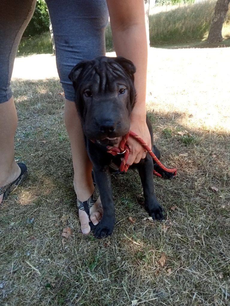 De La Petite Néméa - Chiots disponibles - Shar Pei