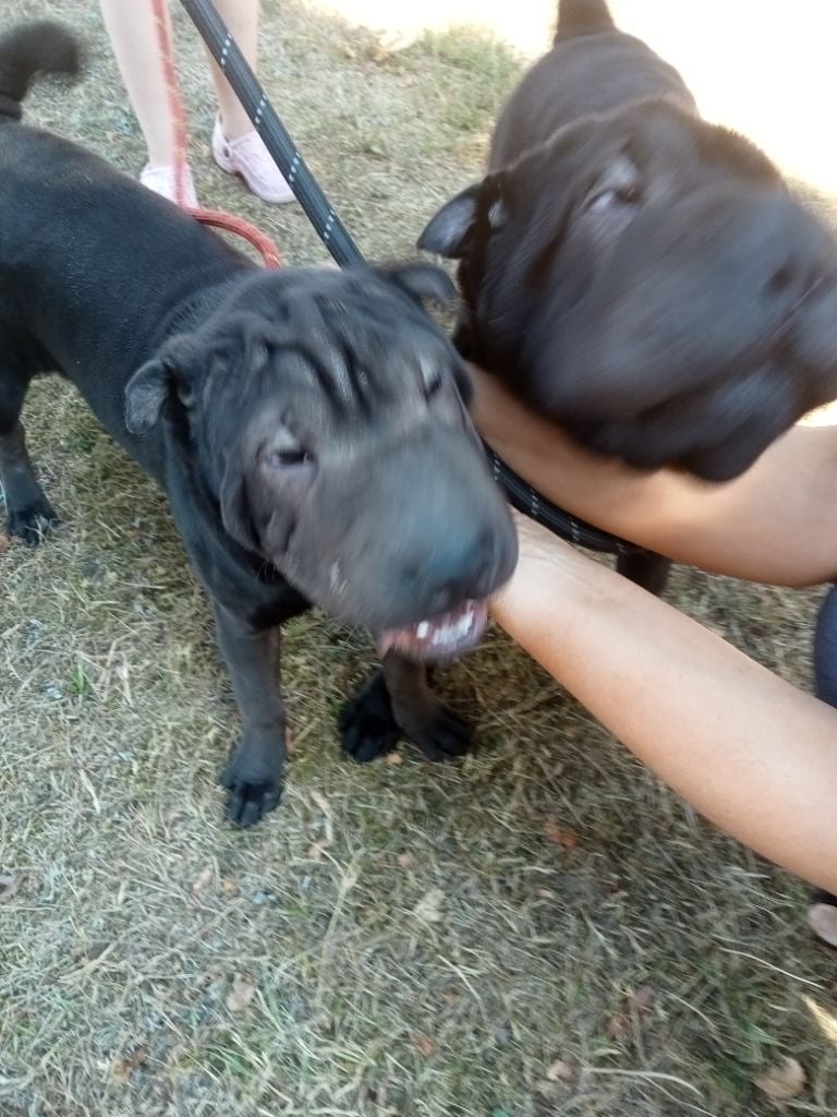 Chiot Shar Pei De La Petite Néméa